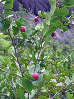 Chrysobalanus icaco Coco Plum, Paradise Plum